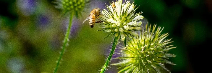 Biene fliegt auf eine Blume zu